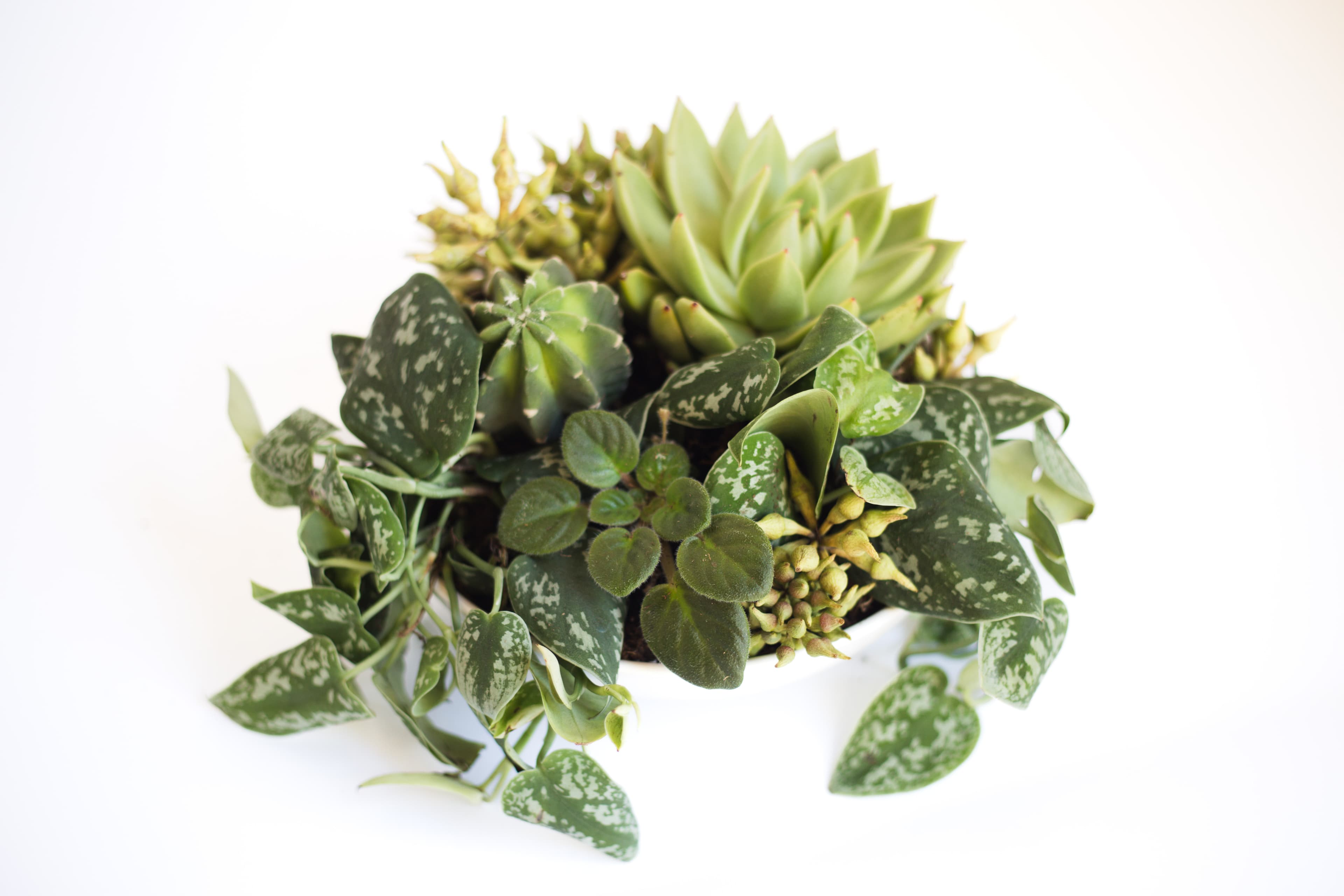 Tabletop plant styling by The Plant Library.