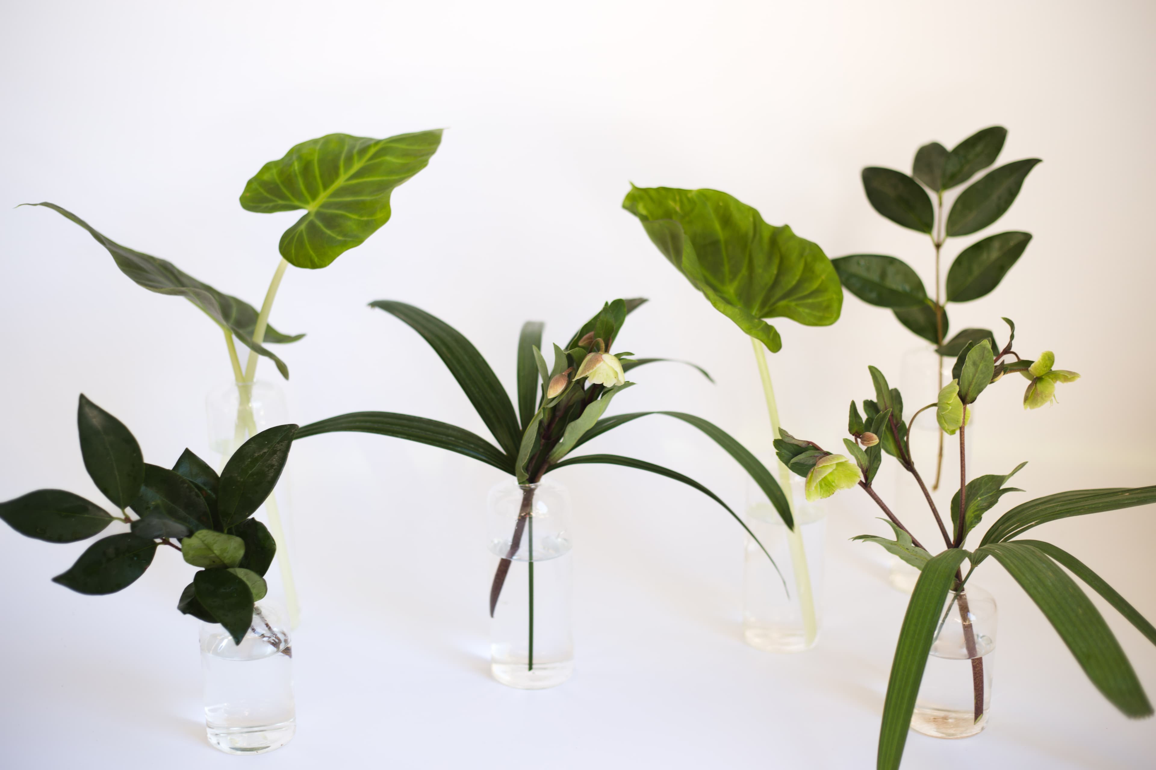 Tabletop plant styling by The Plant Library.