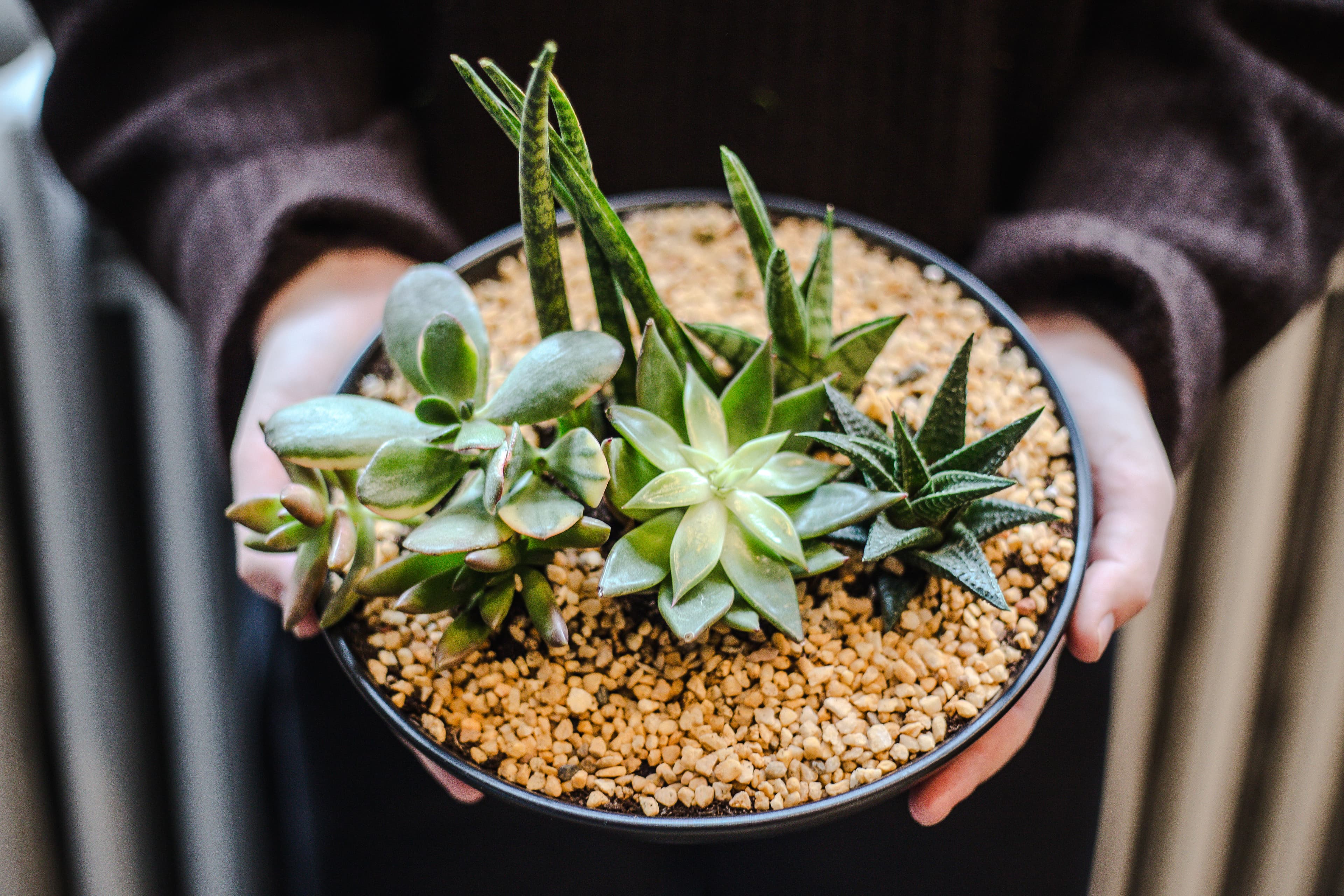 Tabletop plant styling by The Plant Library.