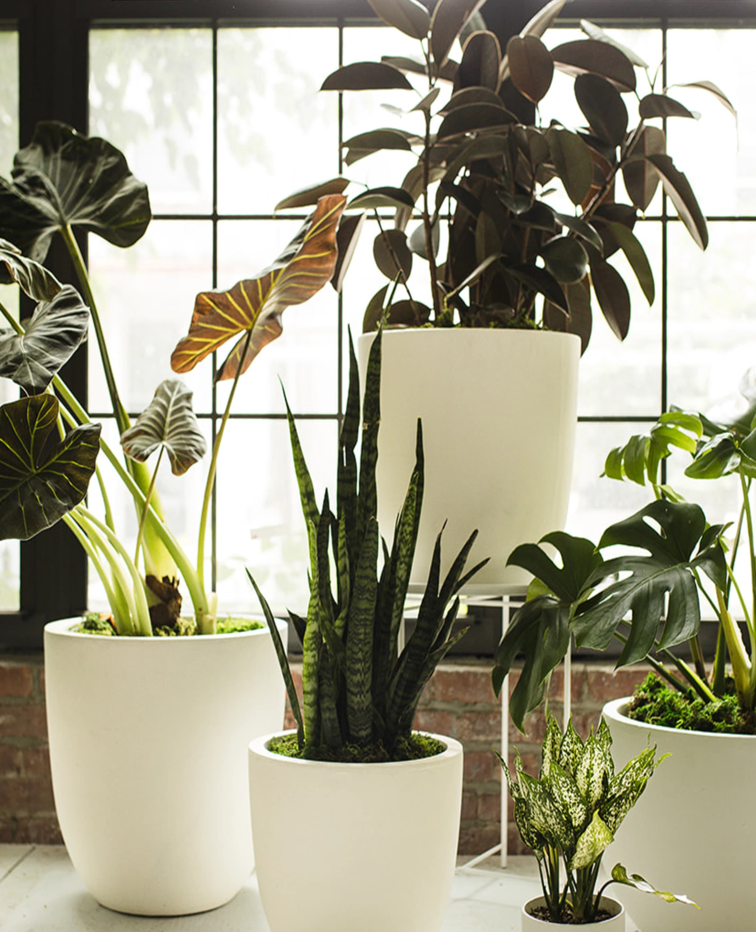 Large white potted plants styled by The Plant Library.