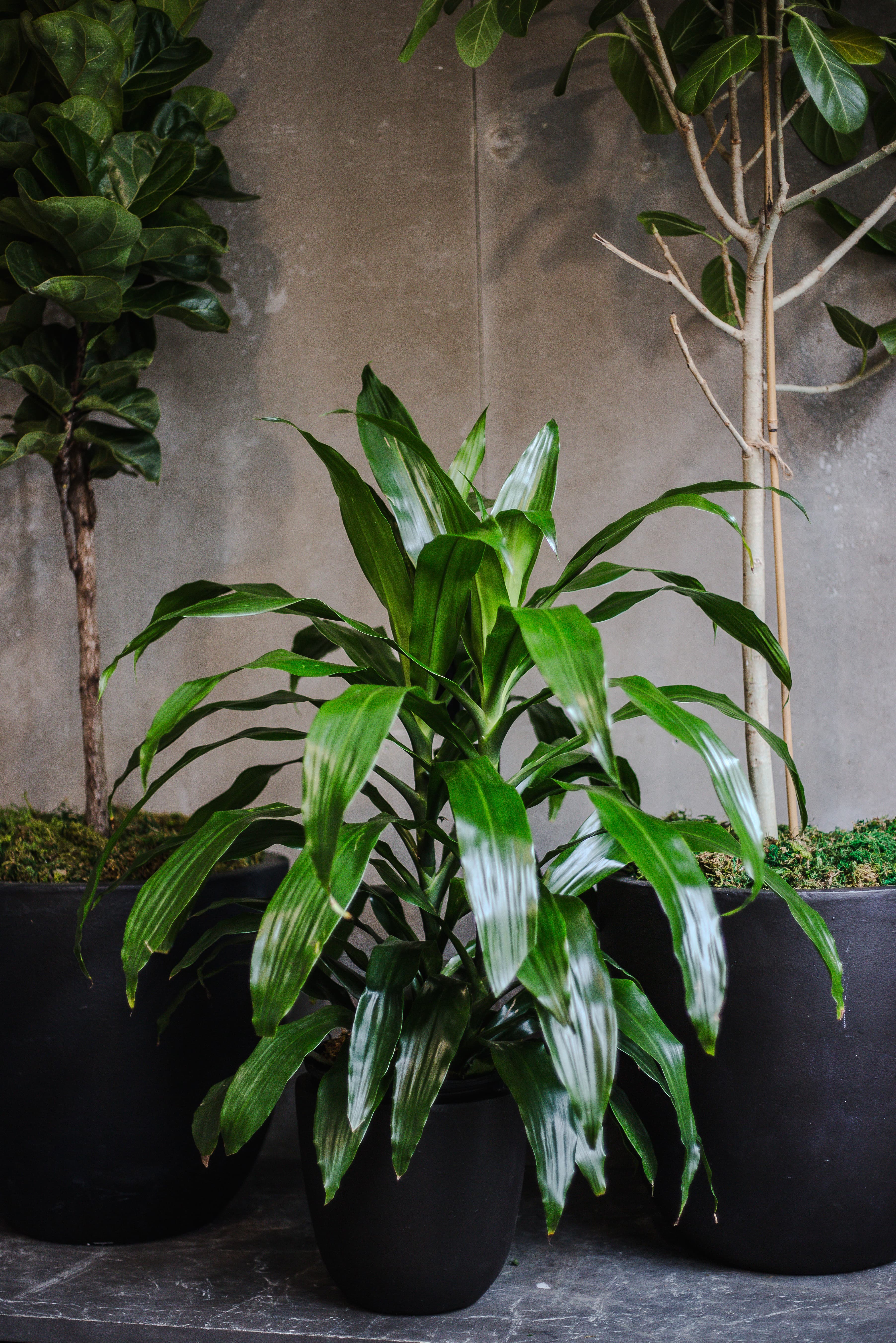 Black plant styling by The Plant Library.