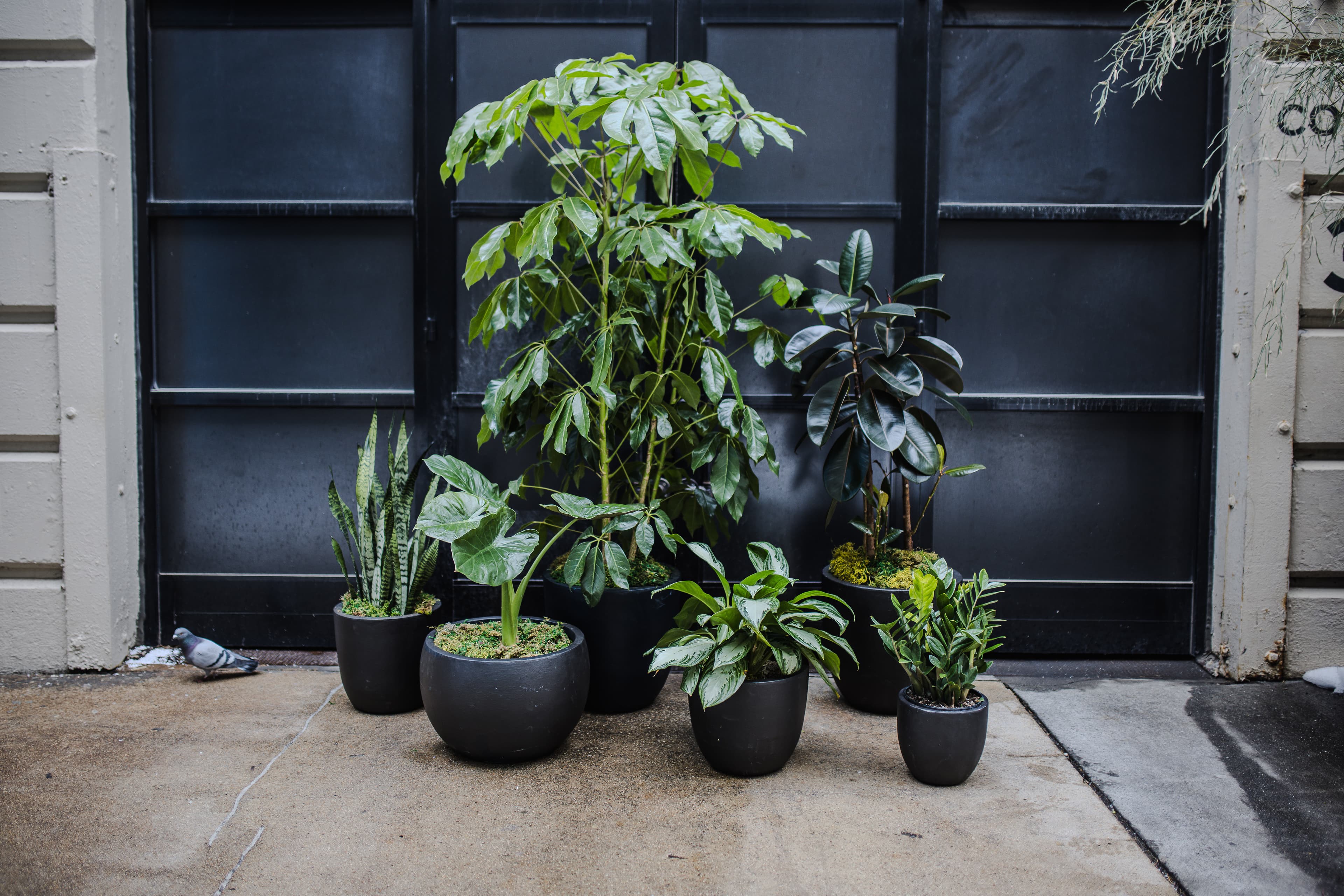 Black plant styling by The Plant Library.