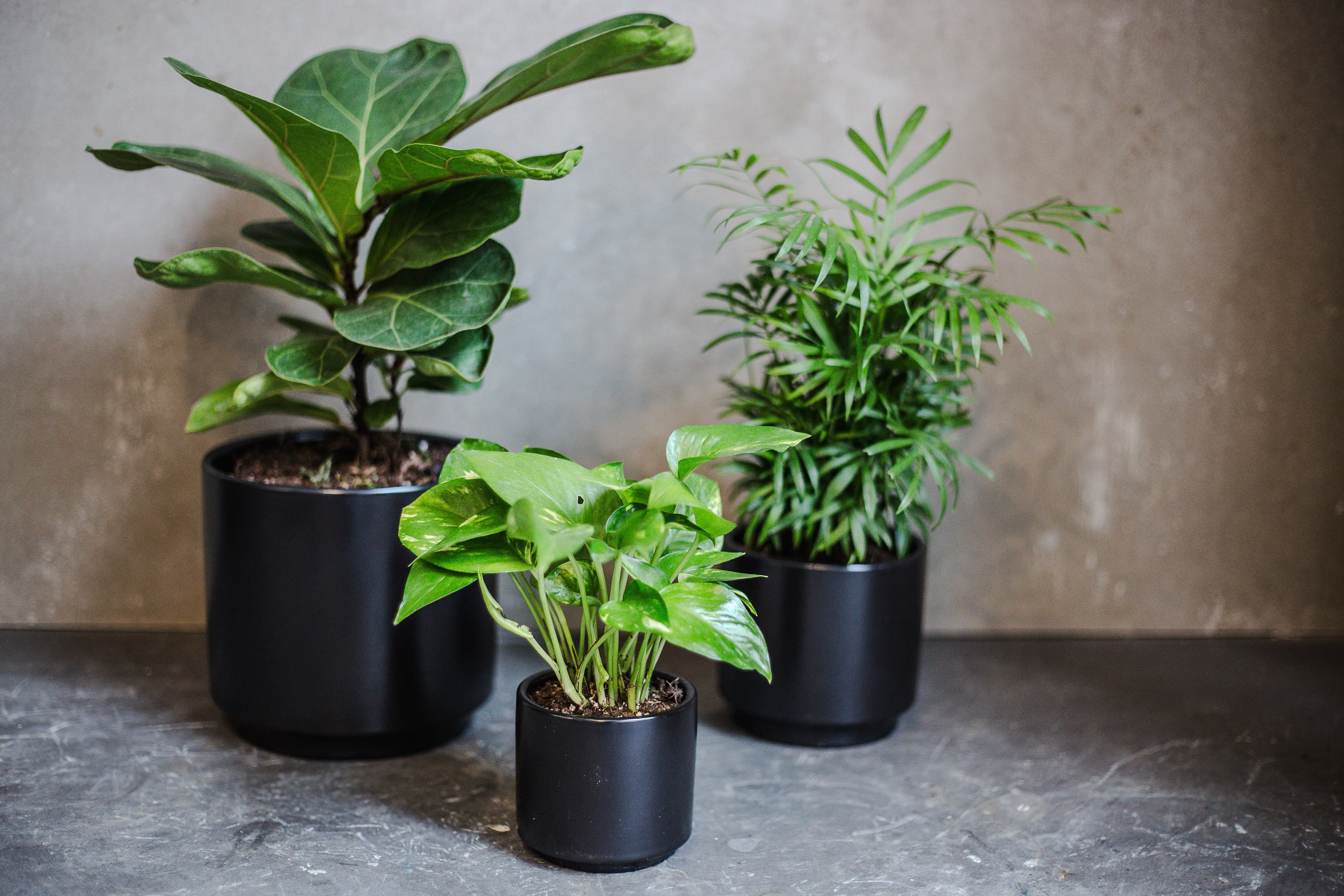 Black plant styling by The Plant Library.