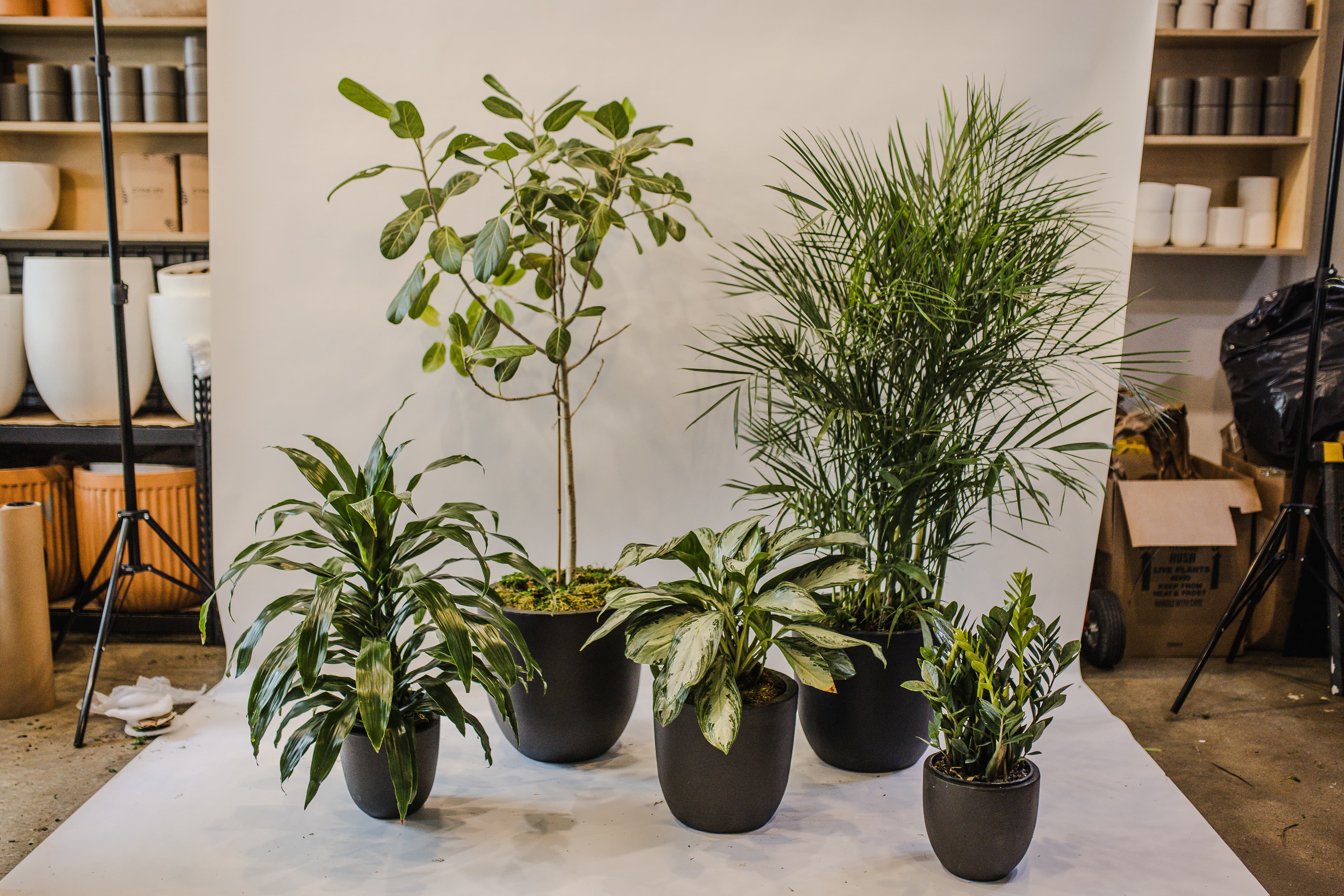 Black plant styling by The Plant Library.