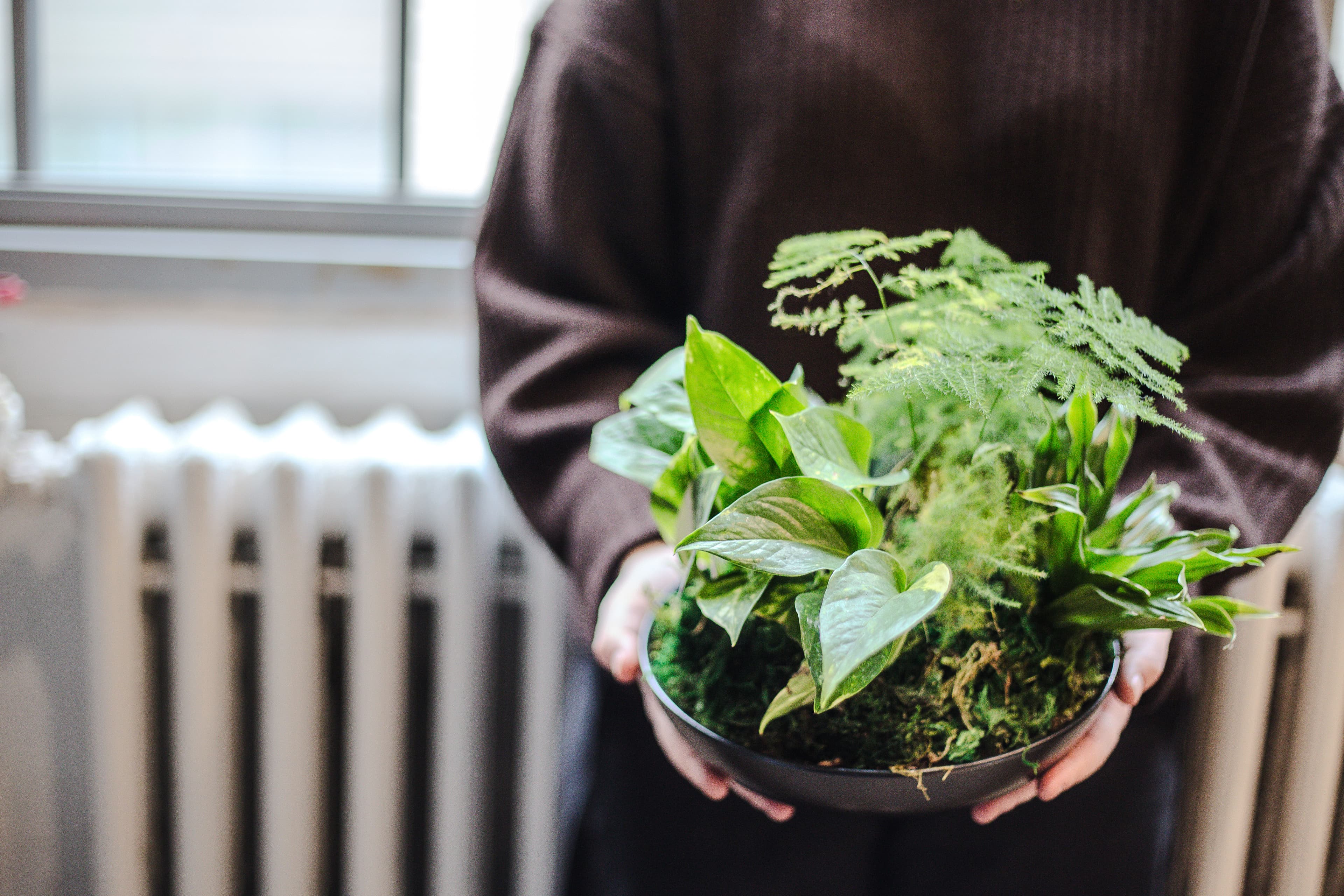 Black plant styling by The Plant Library.