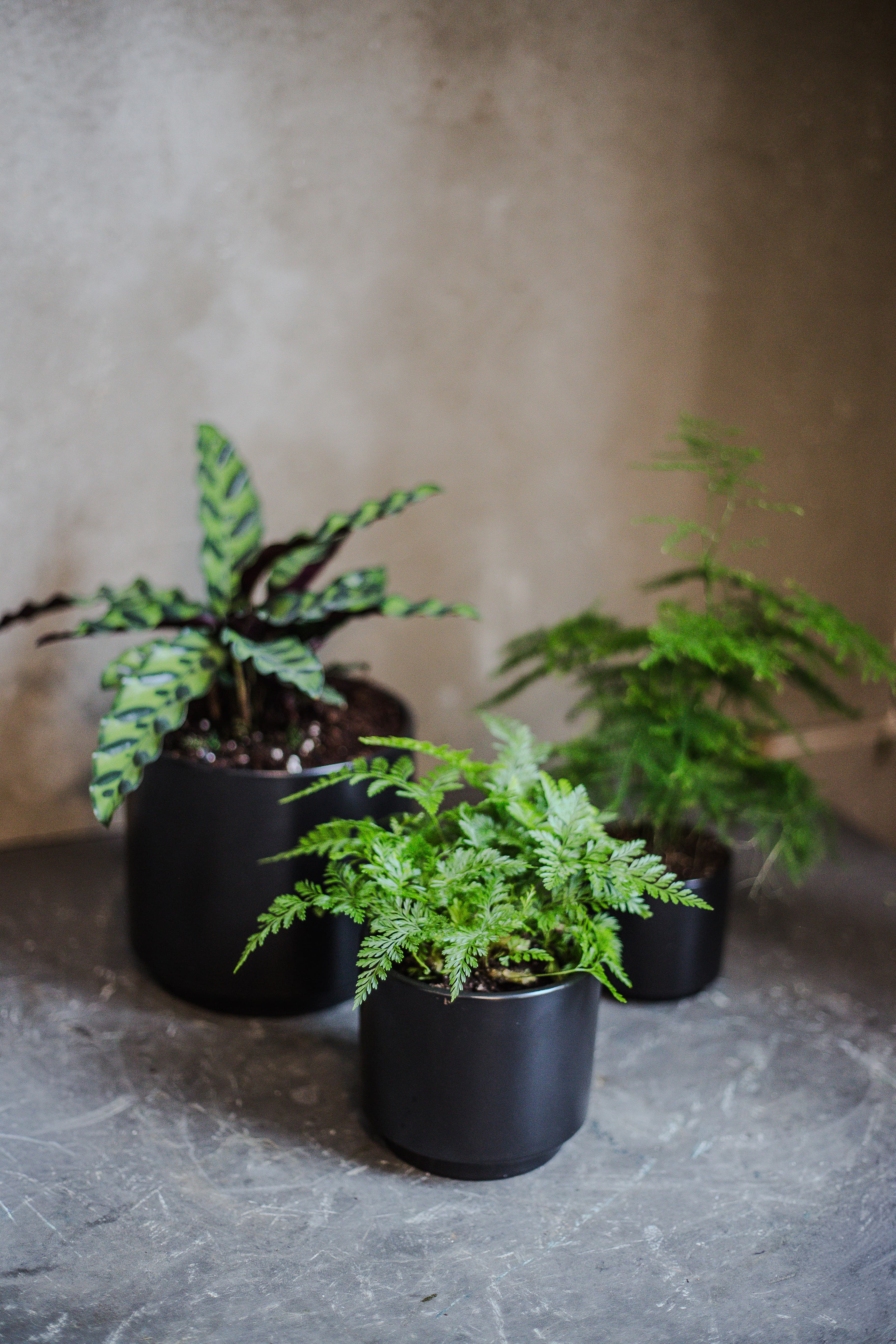 Black plant styling by The Plant Library.