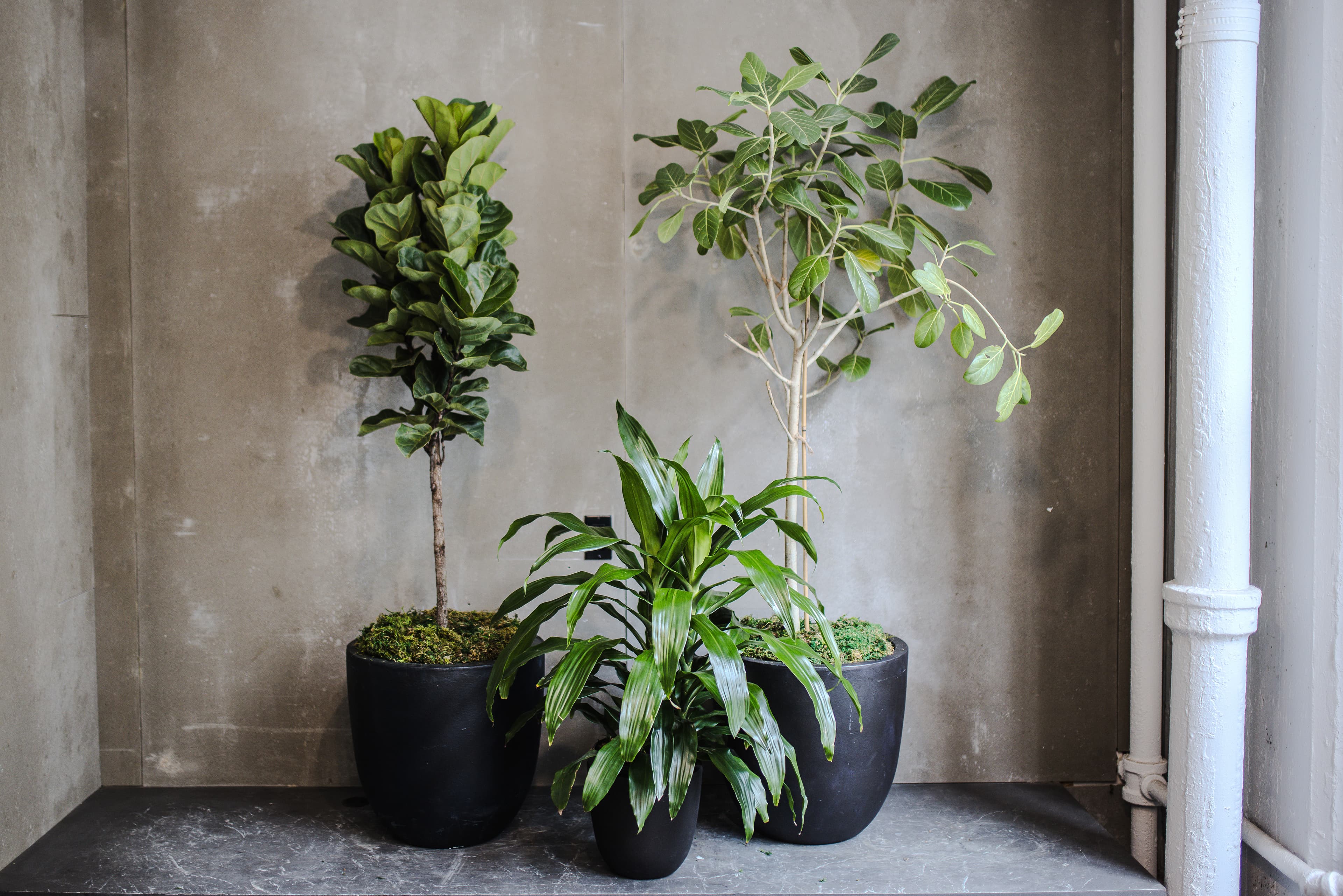 Black plant styling by The Plant Library.