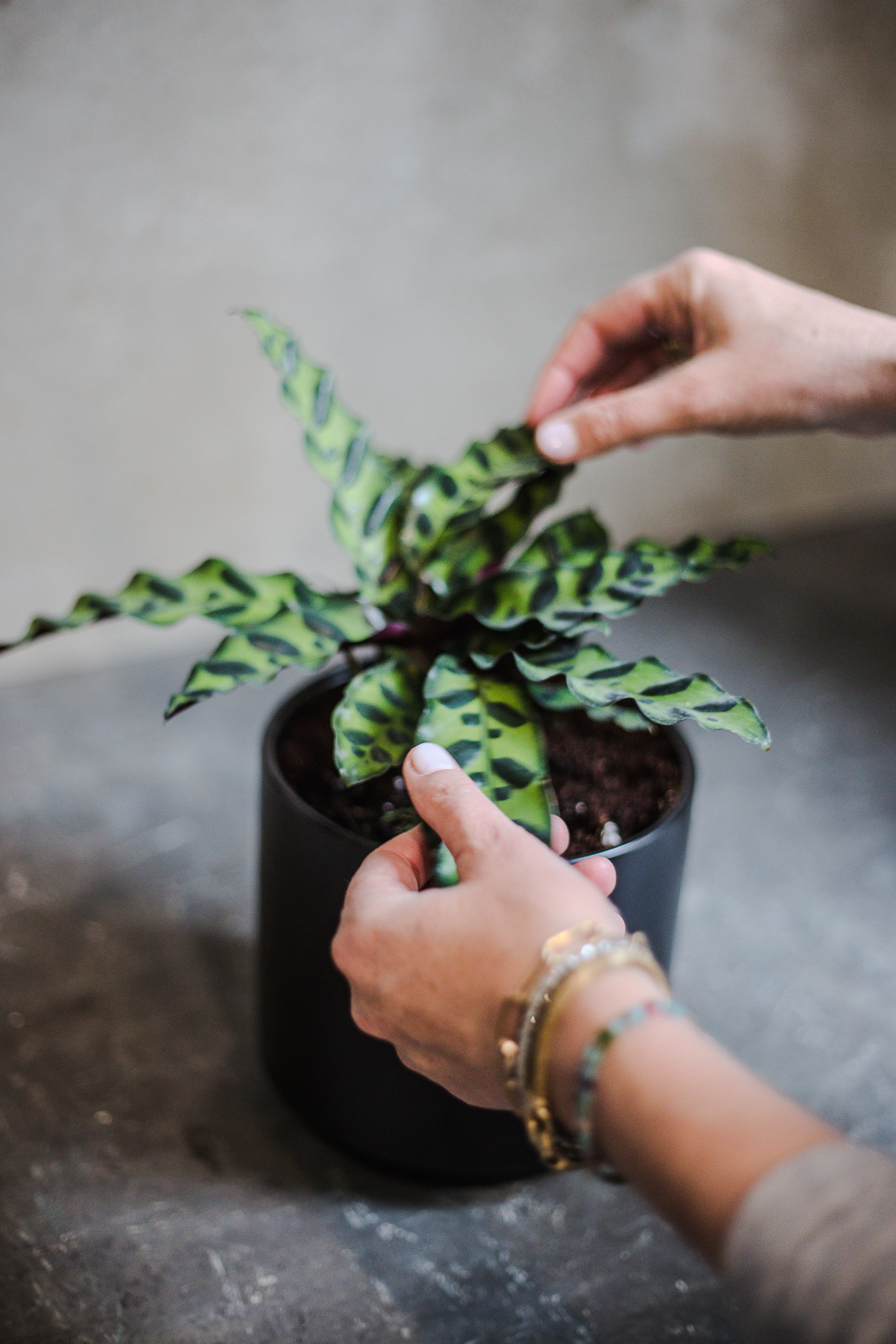 Black plant styling by The Plant Library.