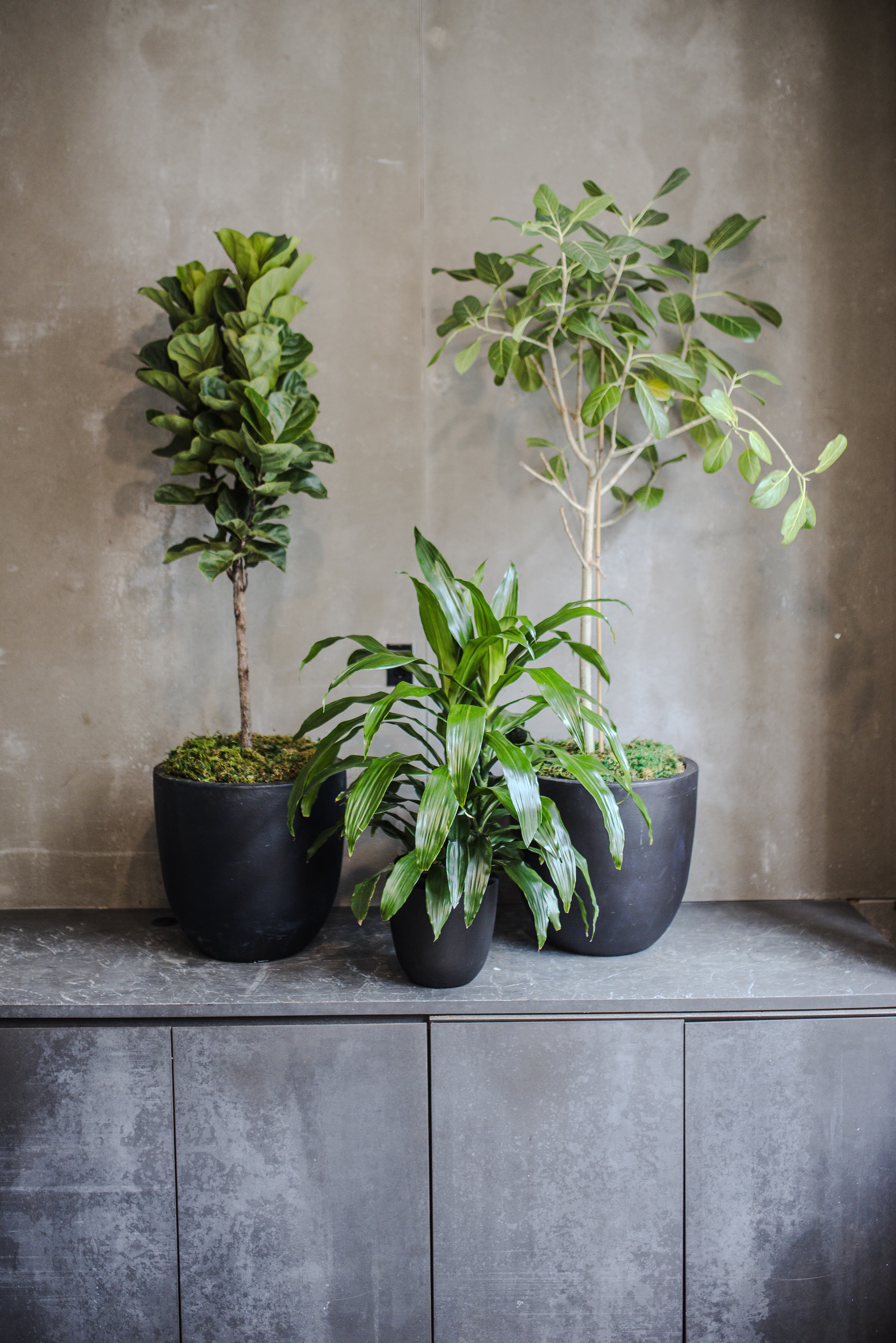 Black plant styling by The Plant Library.