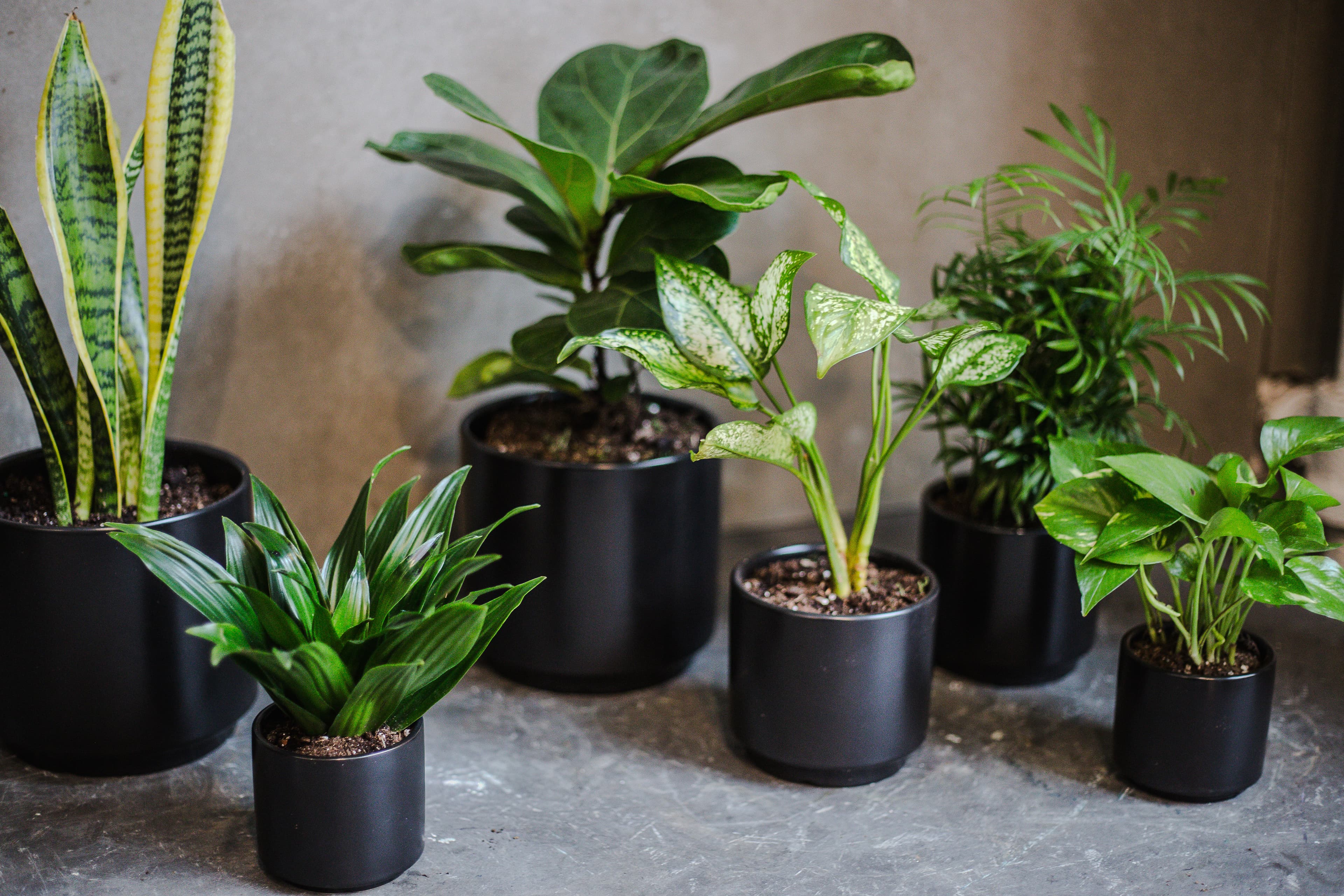 Black plant styling by The Plant Library.