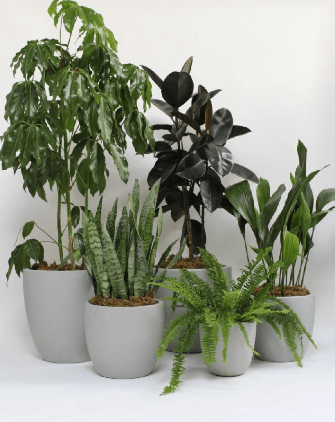 Grey plant styling by The Plant Library.