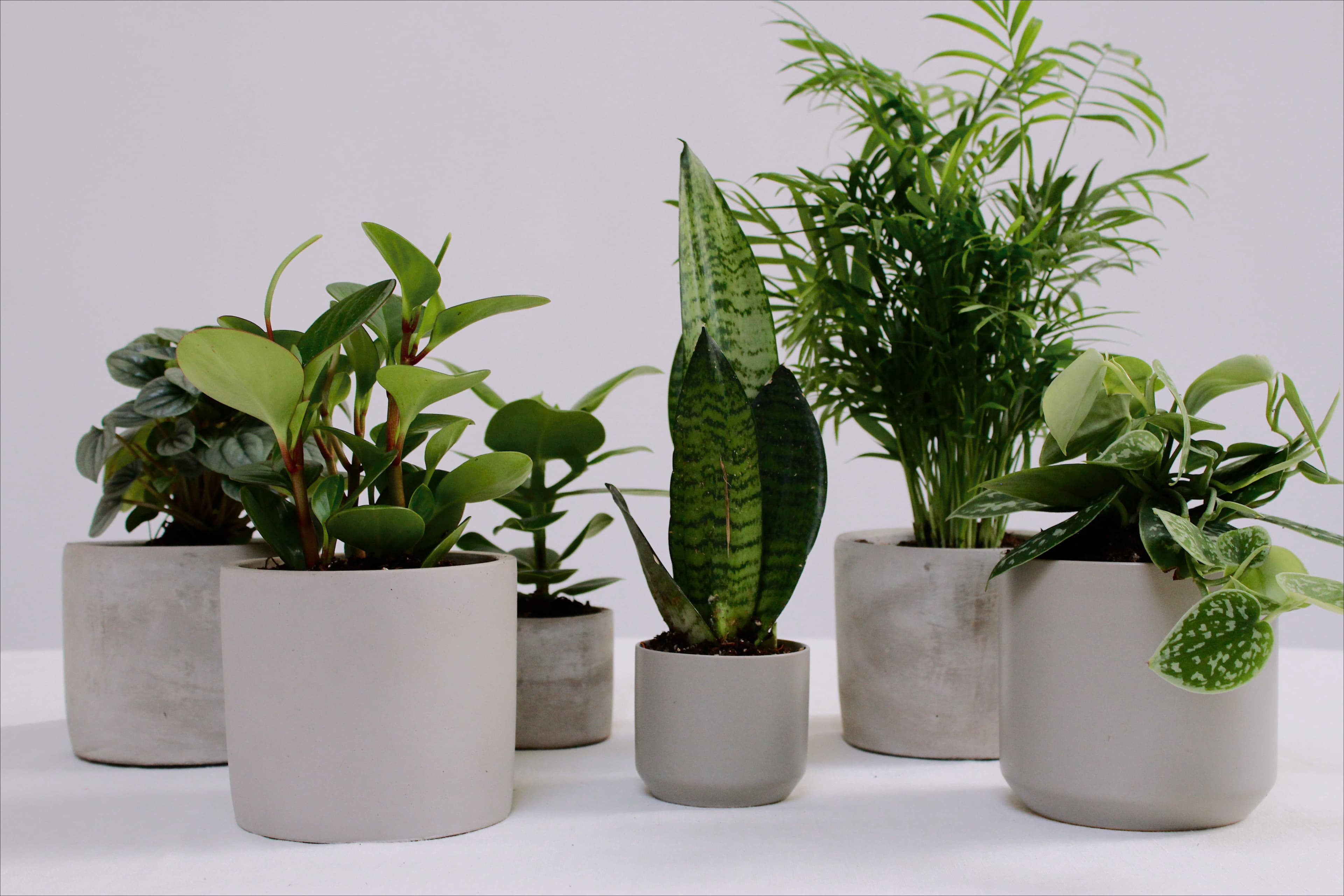 Grey plant styling by The Plant Library.