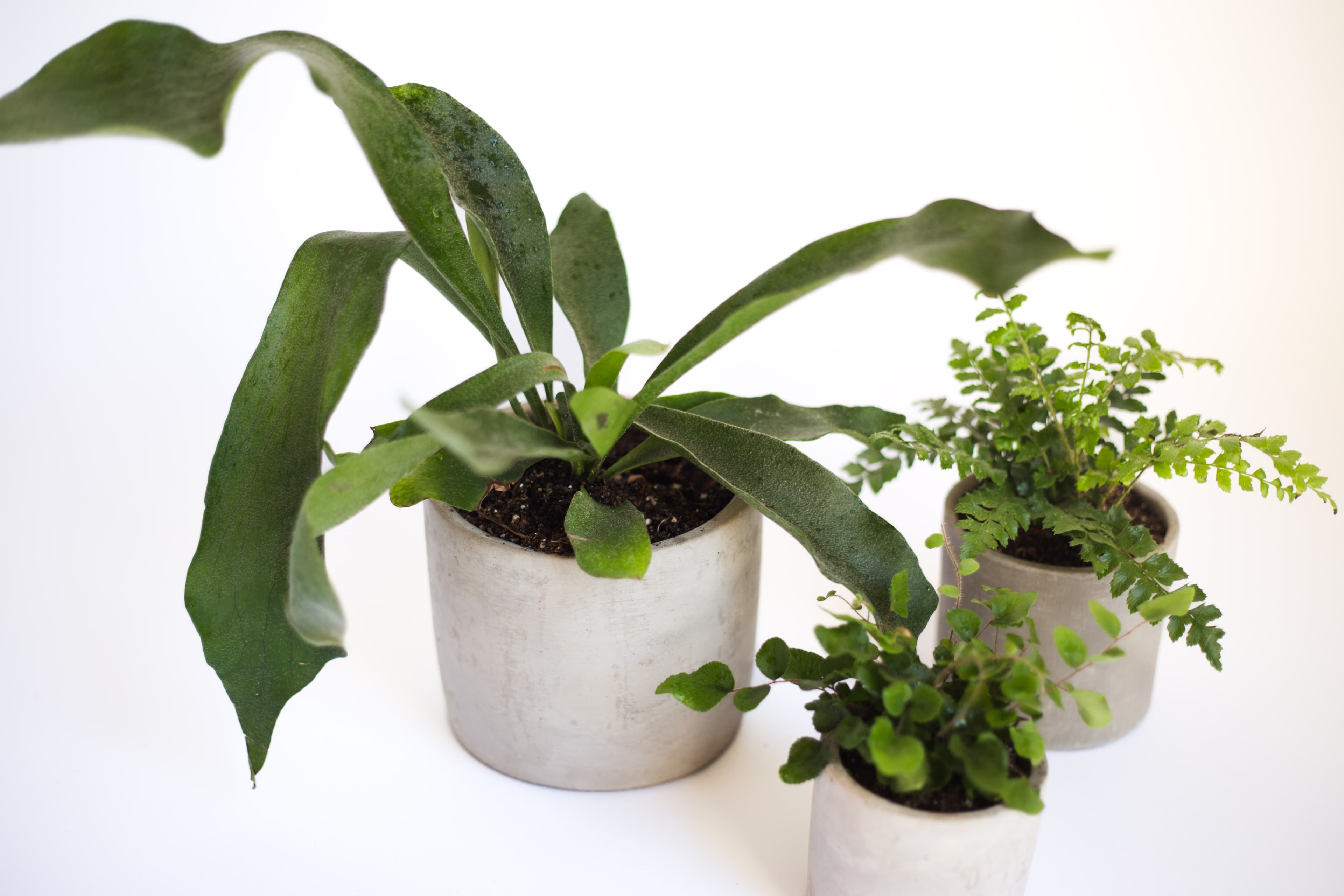 Grey plant styling by The Plant Library.