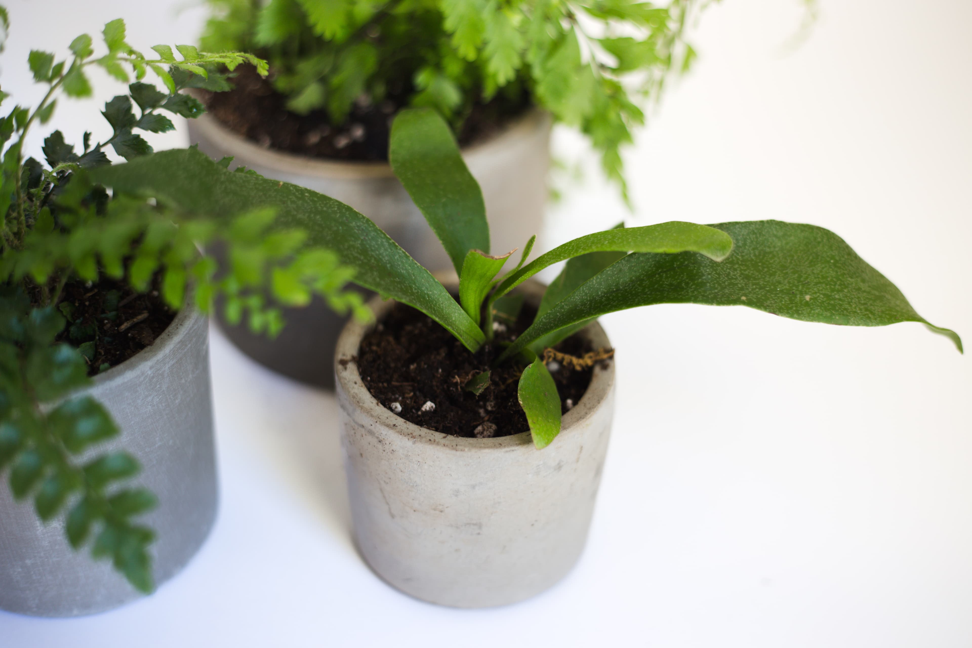 Grey plant styling by The Plant Library.