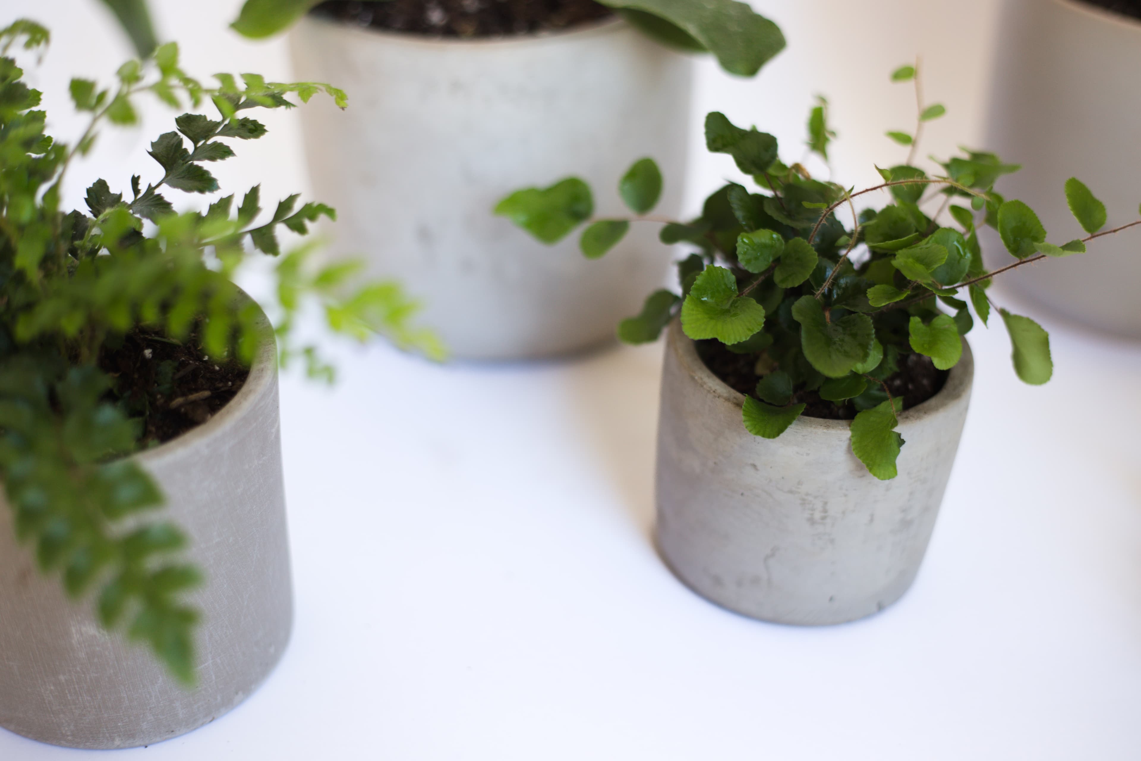 Grey plant styling by The Plant Library.