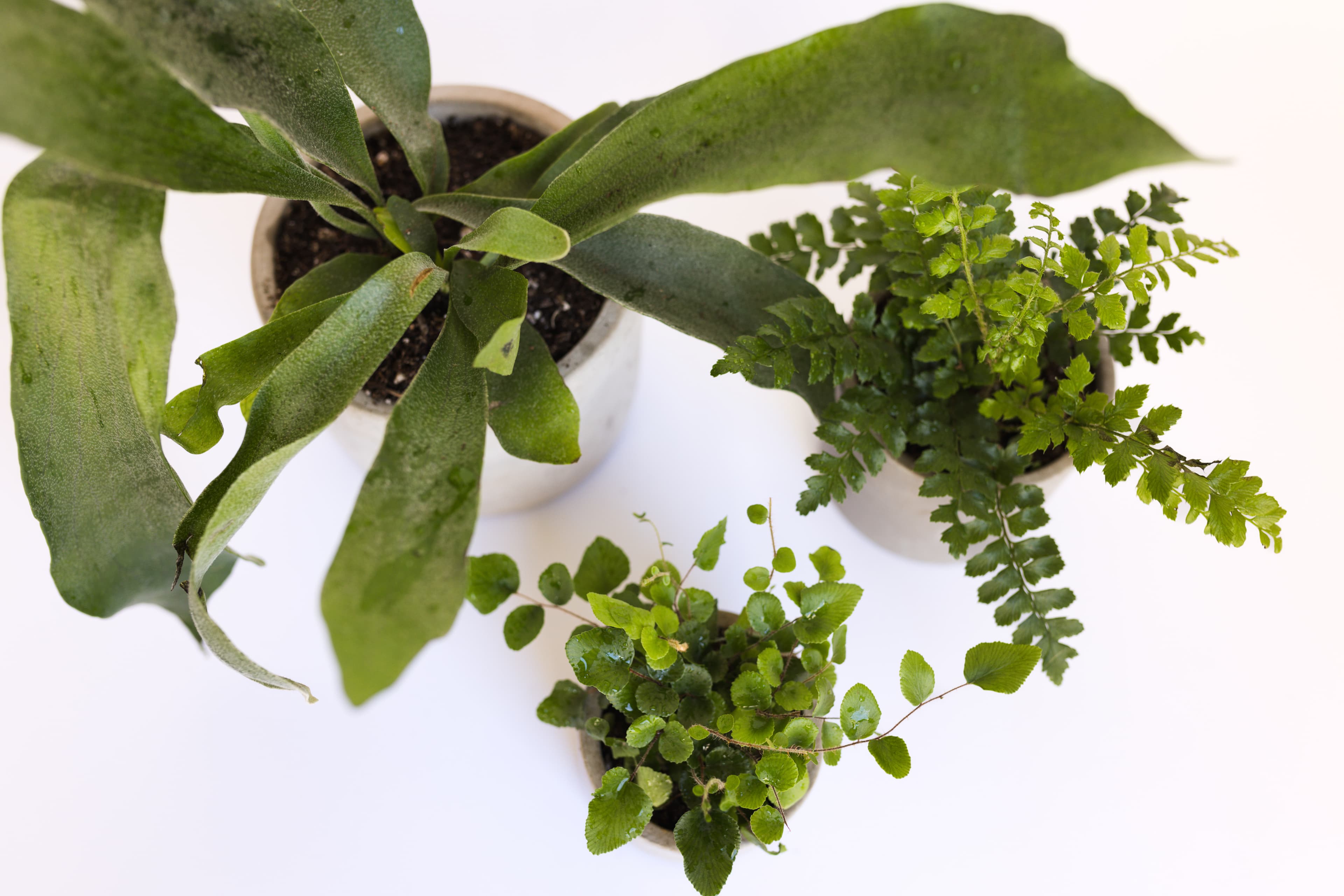 Grey plant styling by The Plant Library.