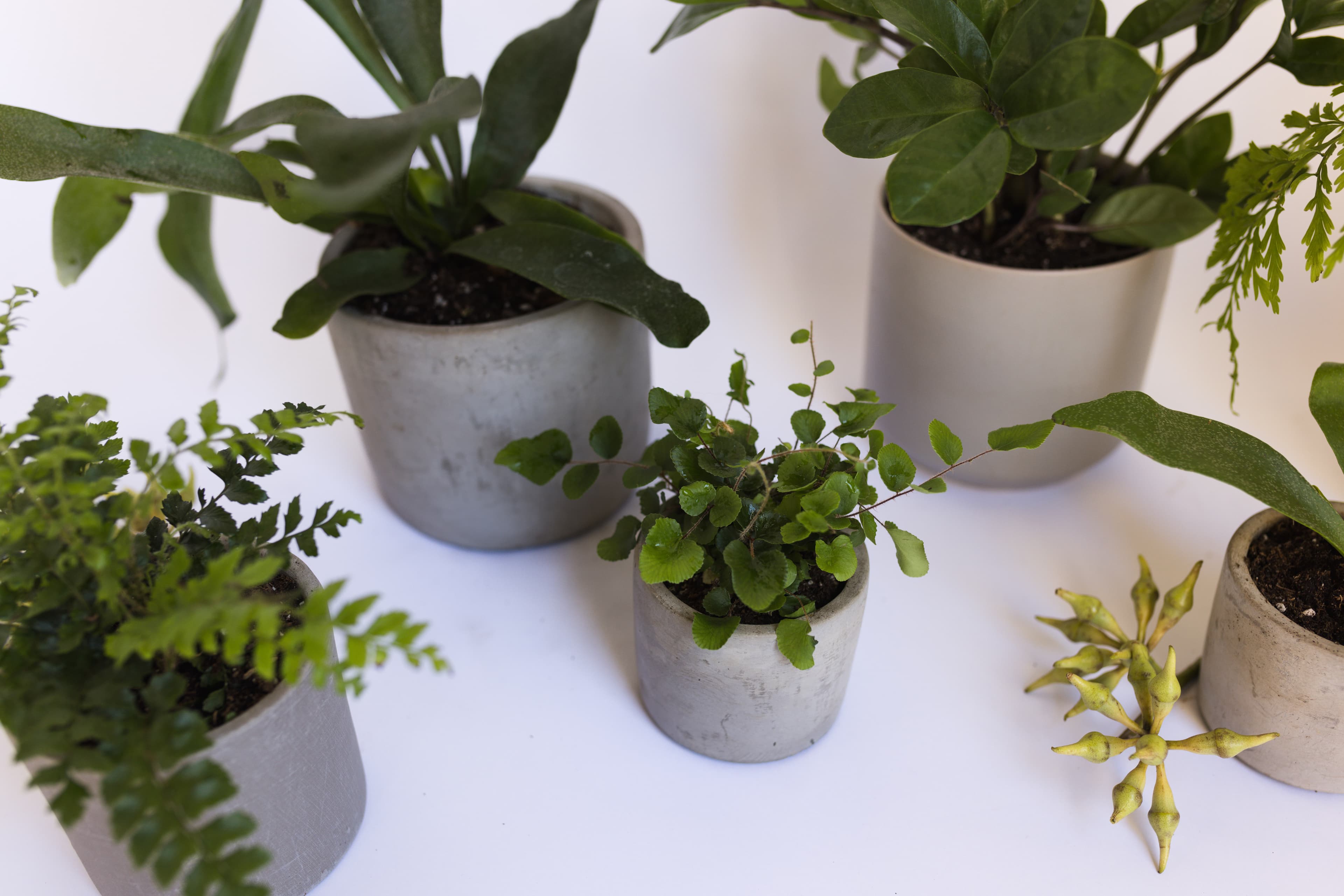 Grey plant styling by The Plant Library.